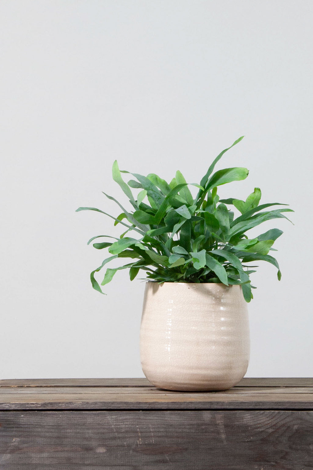 files/IndoorPlants-StudioShots13.11.2023-093.jpg